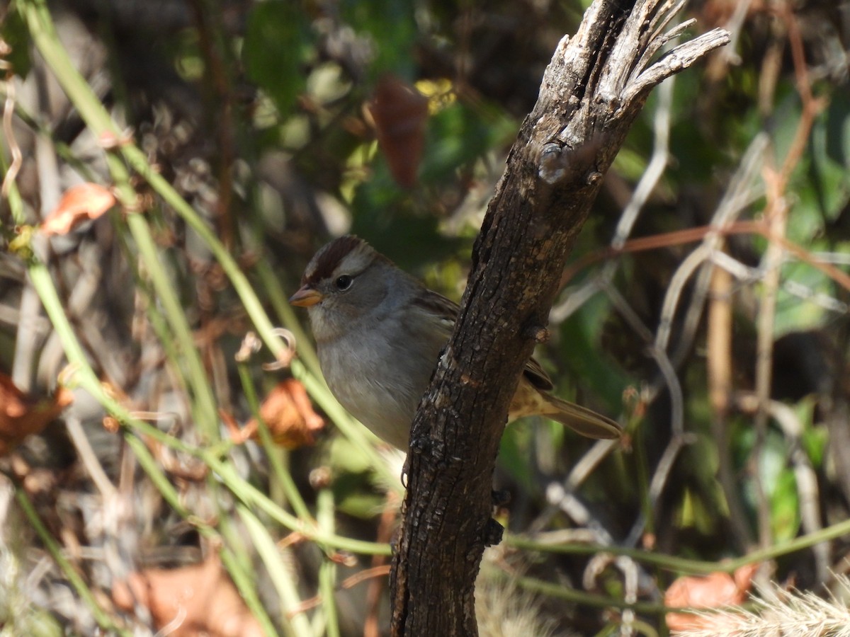 strnadec bělopásý - ML645010116