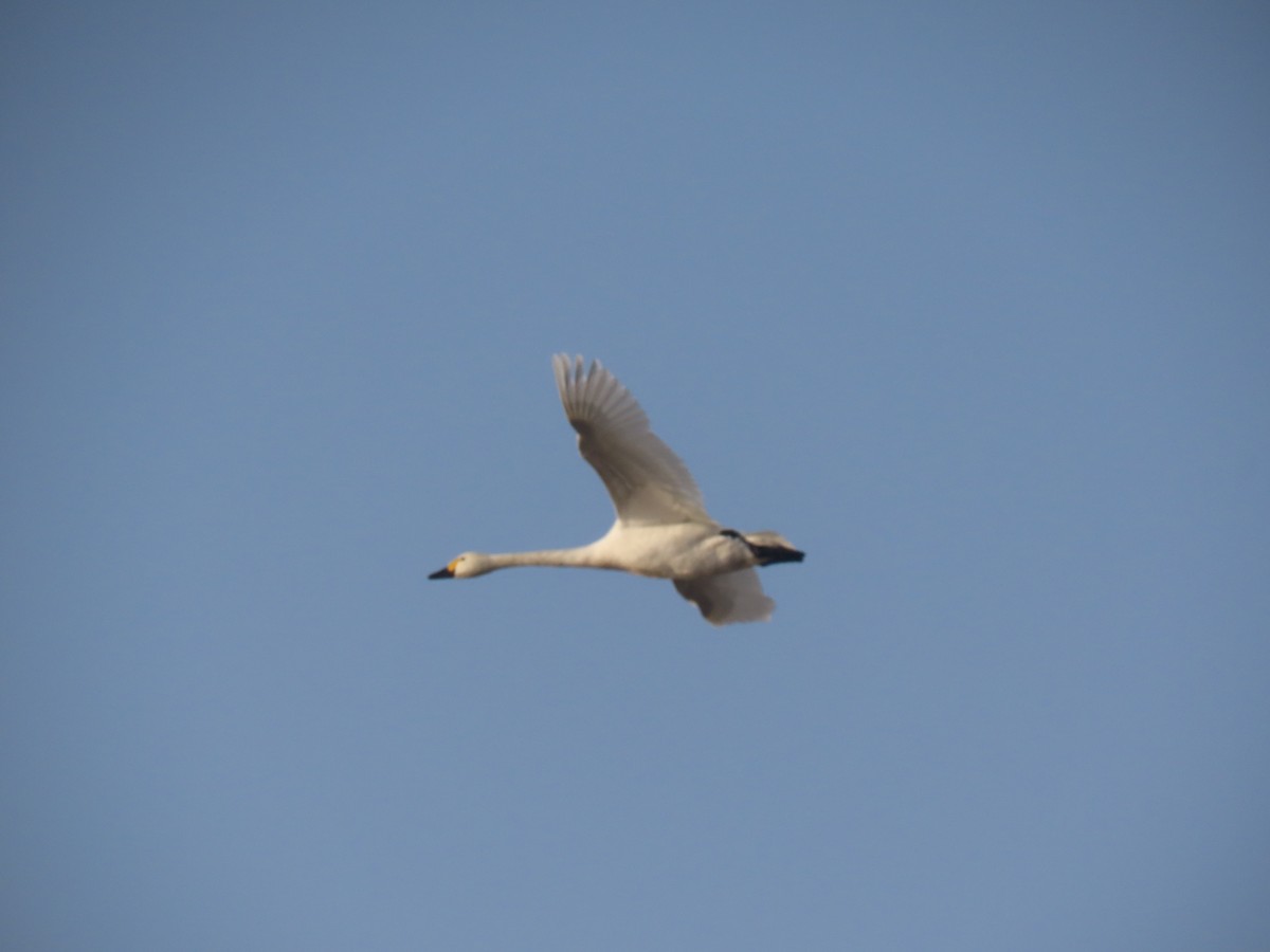 コハクチョウ - ML645010118