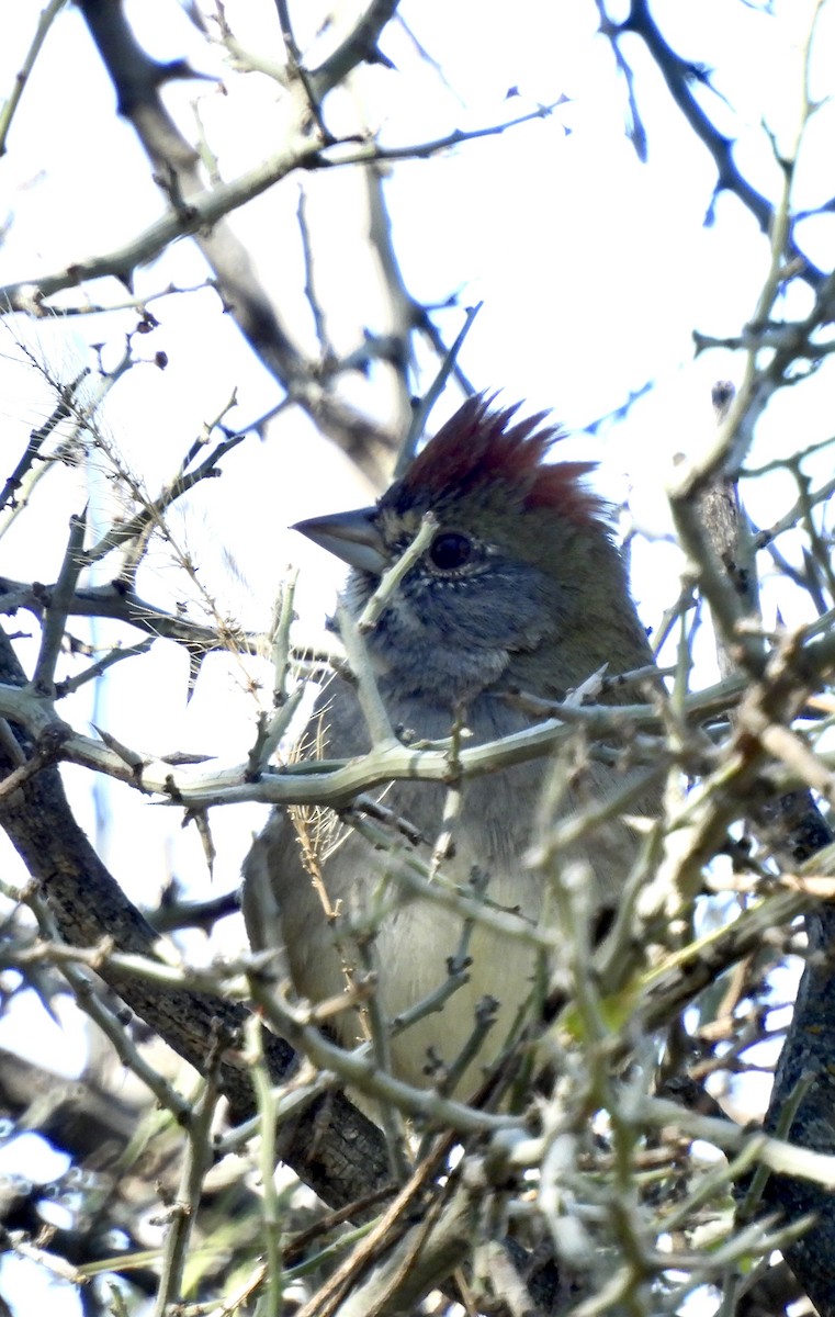 Green-tailed Towhee - ML645010128