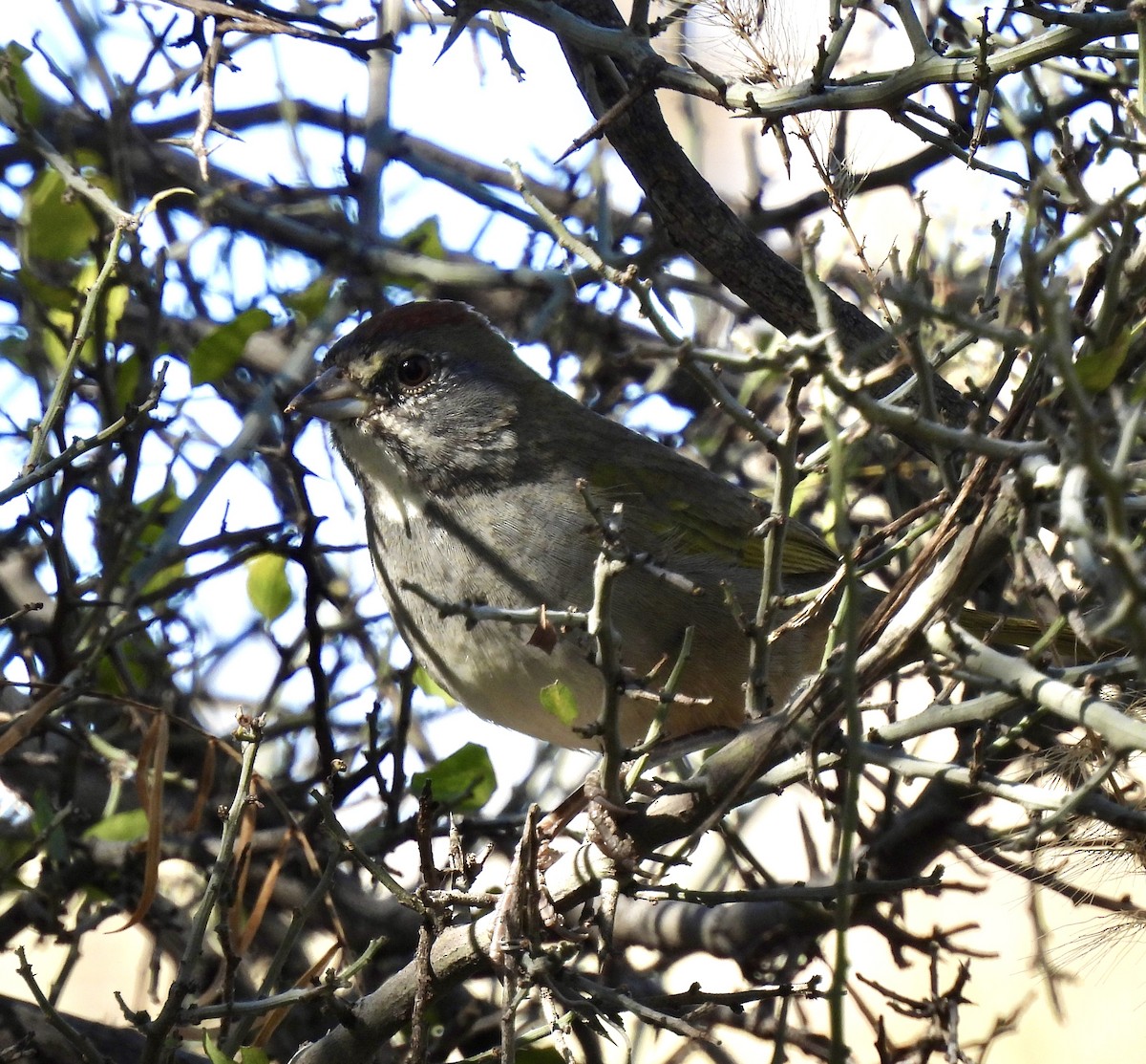 Green-tailed Towhee - ML645010129