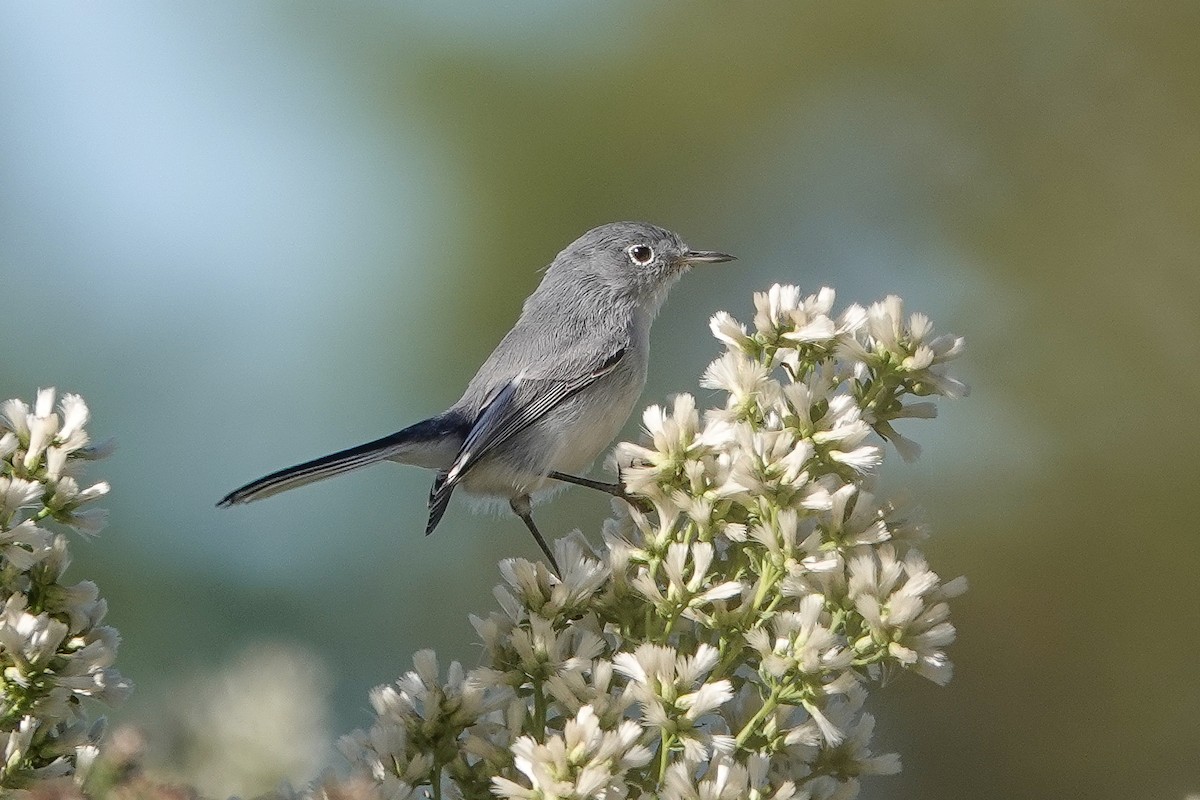 Blue-gray Gnatcatcher - ML645010140
