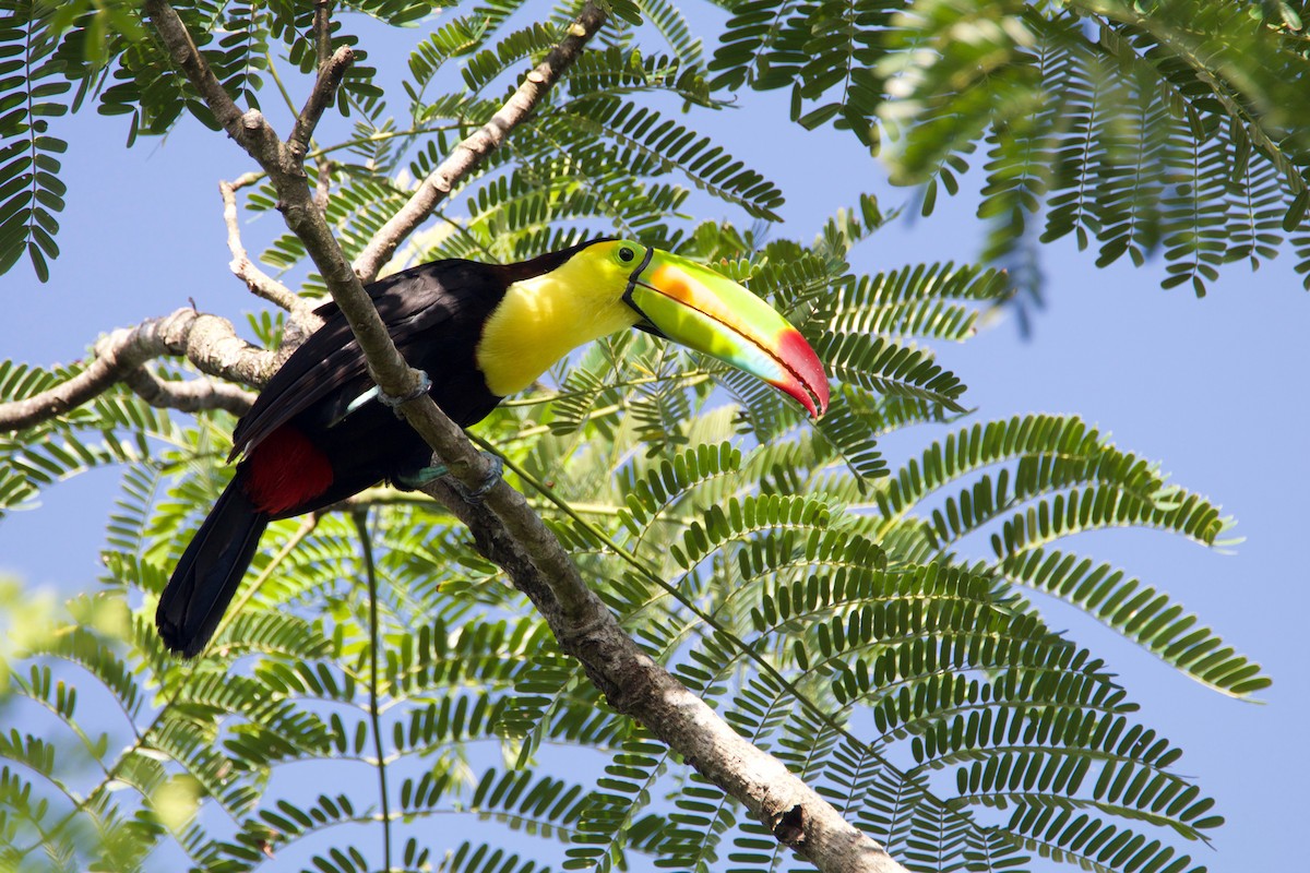 tukan středoamerický - ML645010142