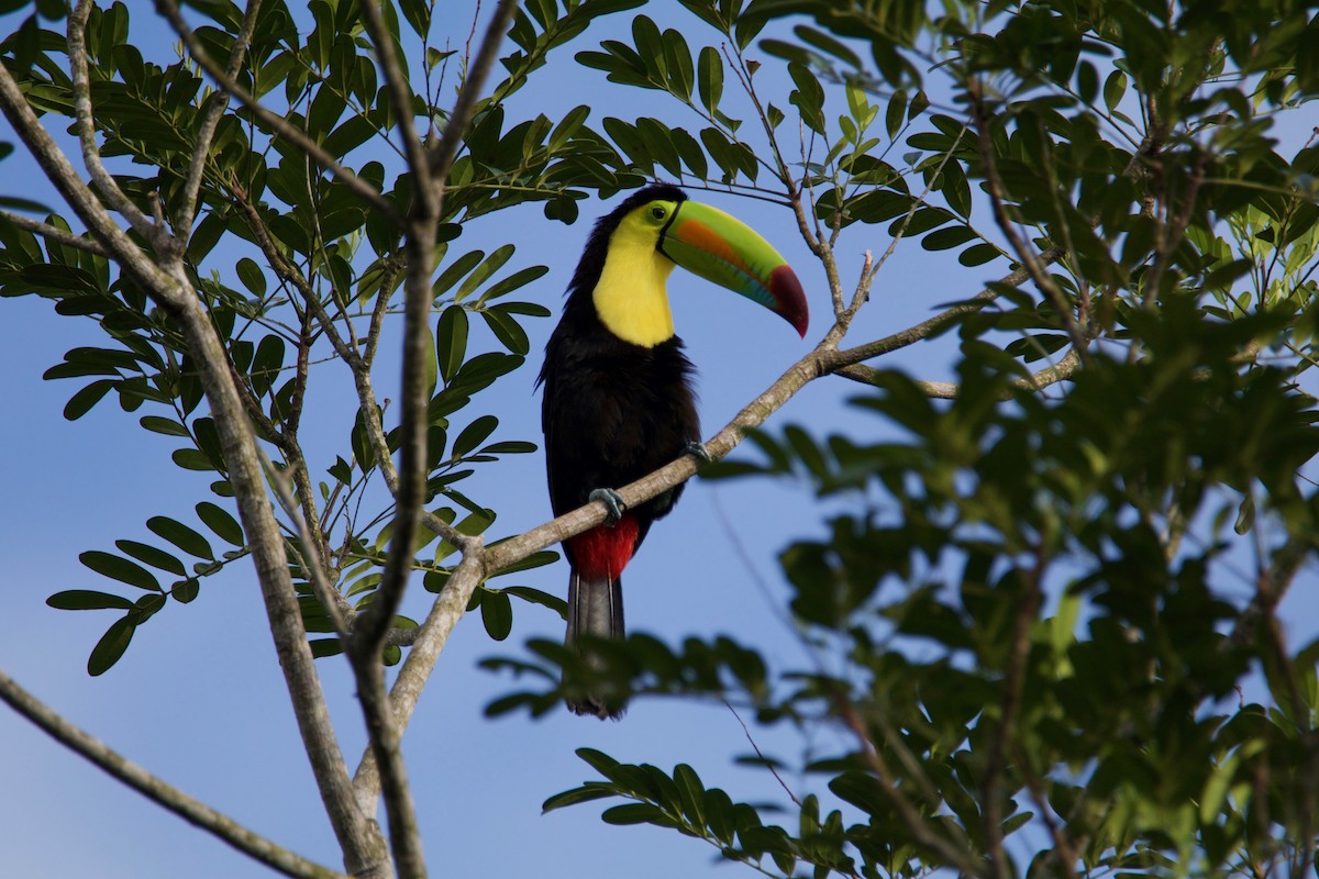 tukan středoamerický - ML645010143