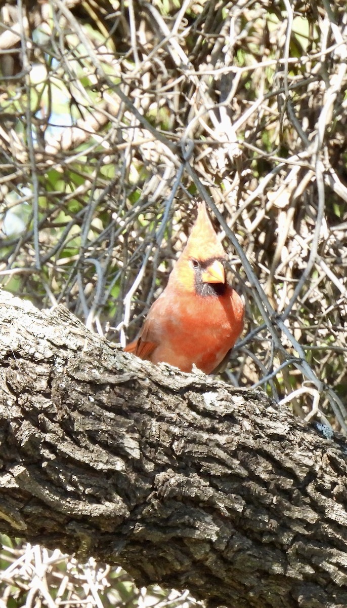 kardinál červený - ML645010144