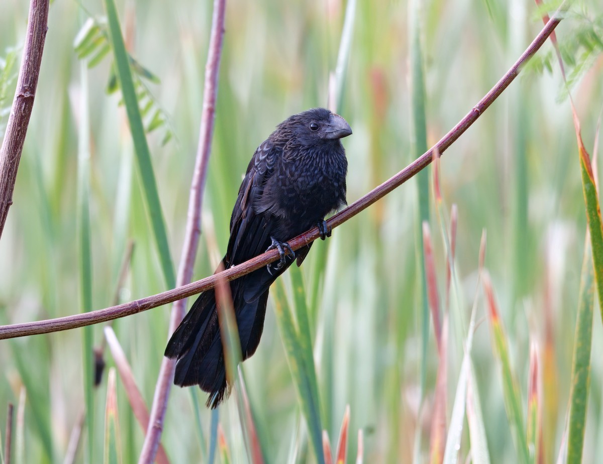 Ані товстодзьобий - ML645010147