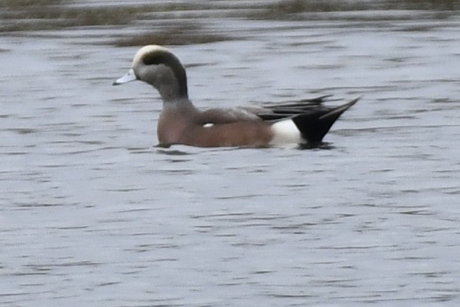 American Wigeon - ML645010150