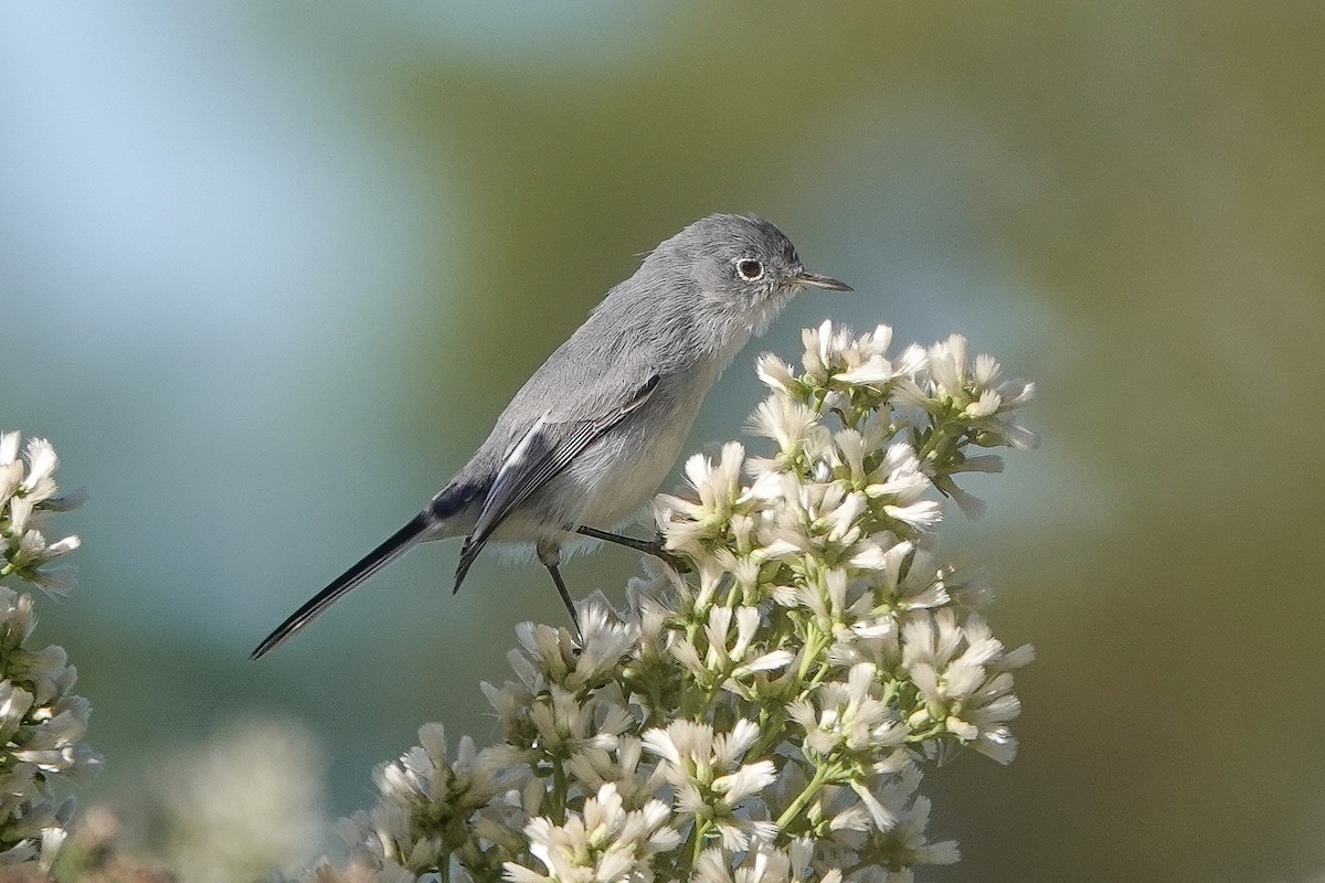 Blue-gray Gnatcatcher - ML645010152