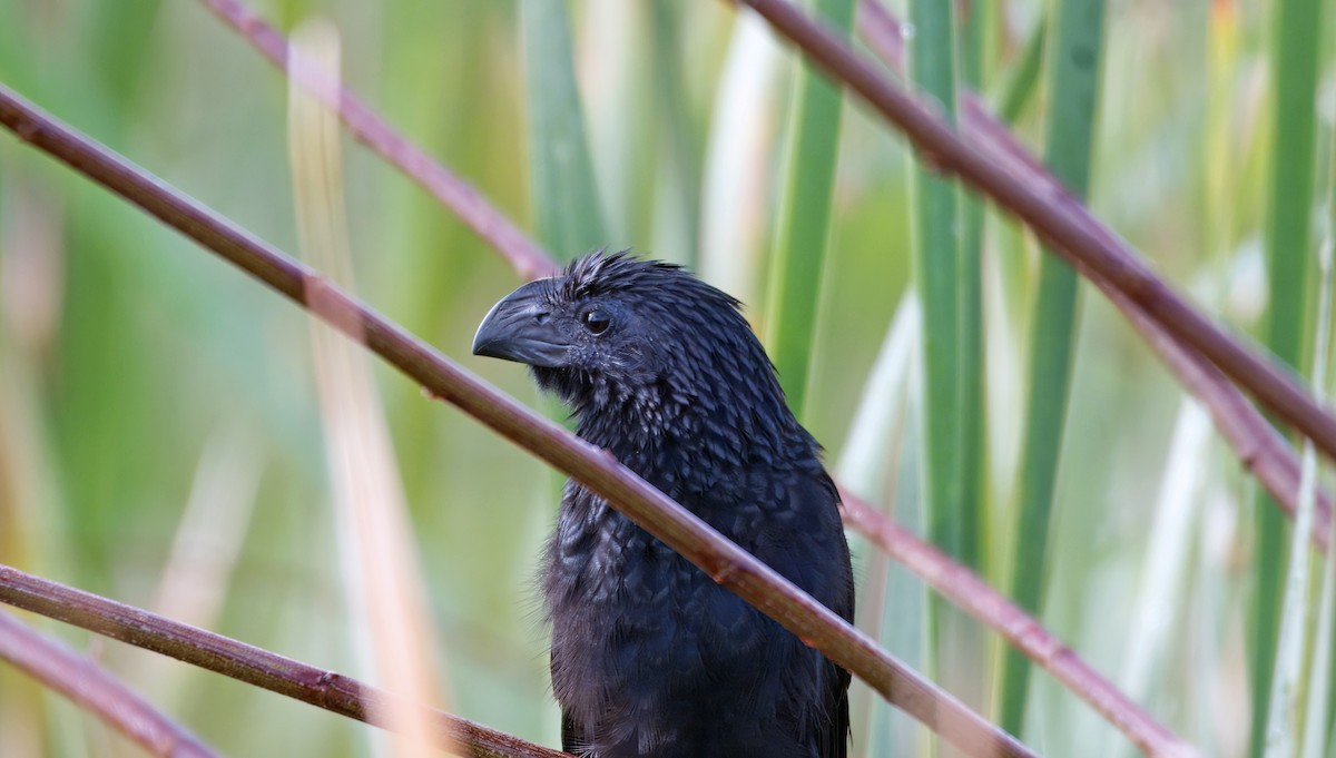 Ані малий - ML645010163