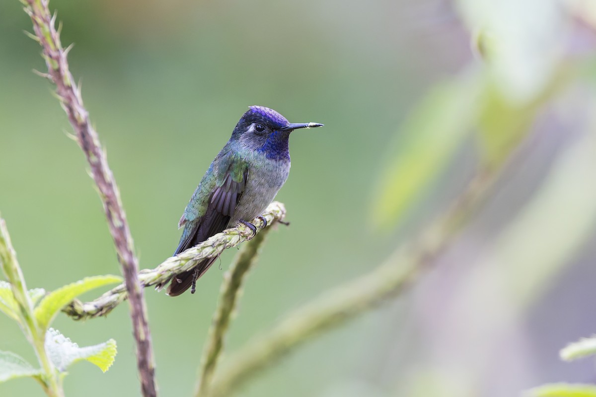 kolibřík fialovohlavý - ML645010164