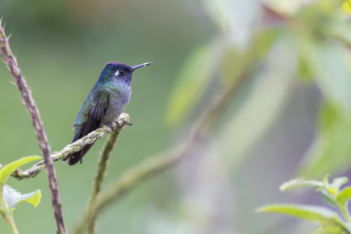 kolibřík fialovohlavý - ML645010165