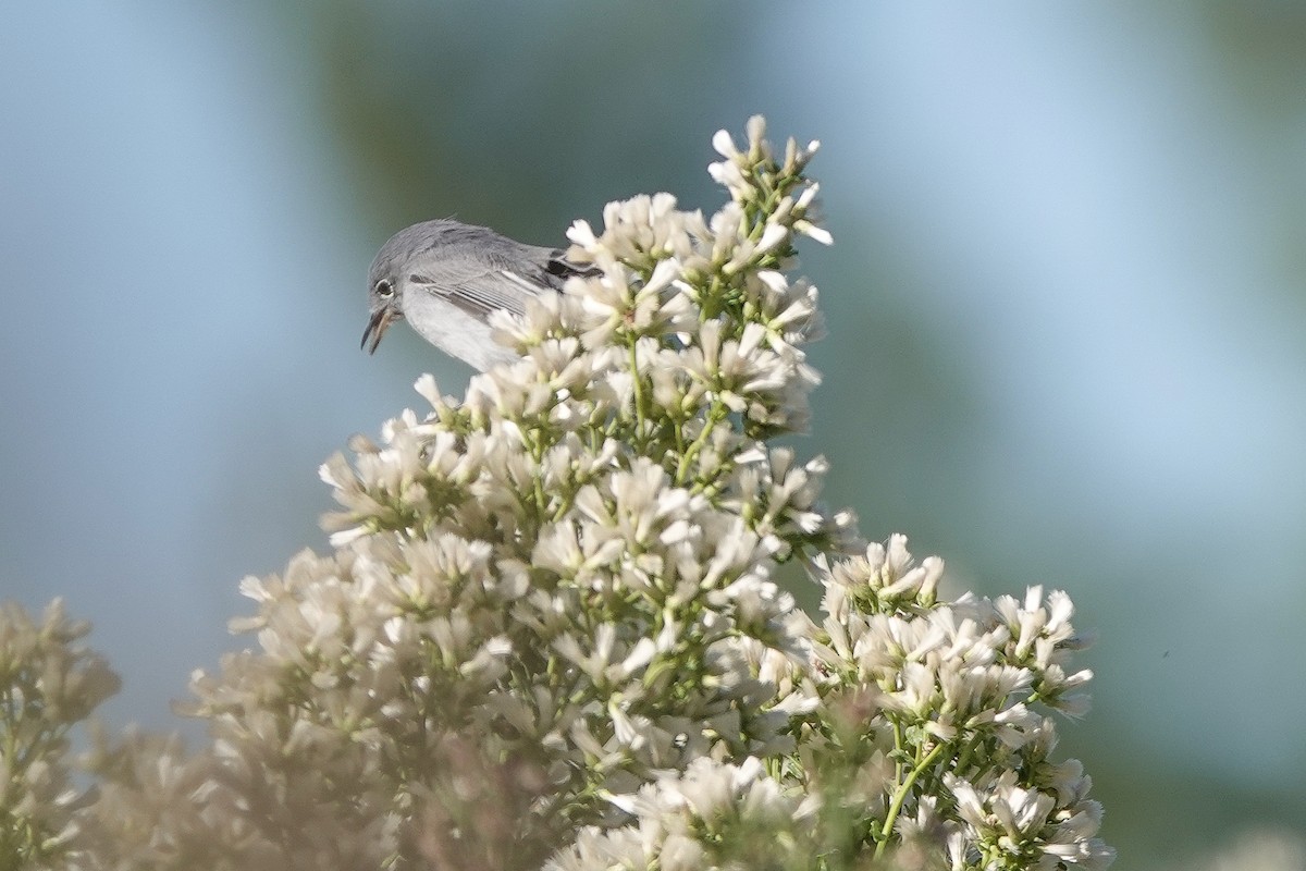 Blue-gray Gnatcatcher - ML645010169