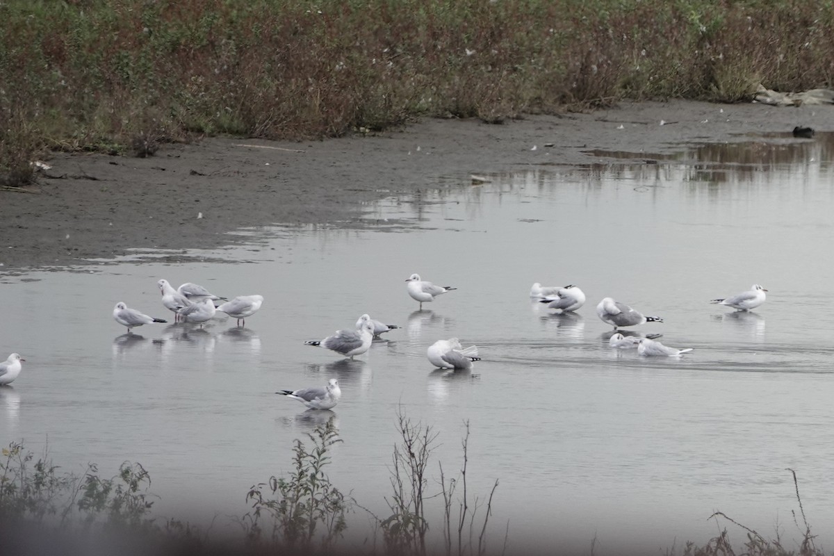 Сизая чайка - ML645010172