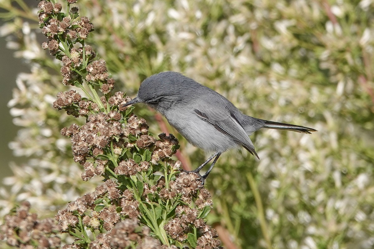Blue-gray Gnatcatcher - ML645010187