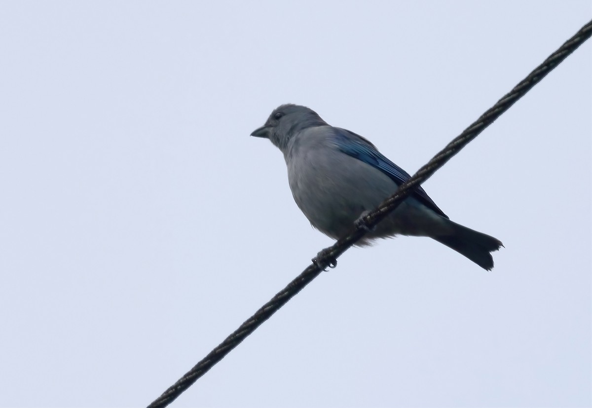Azure-shouldered Tanager - ML645010192