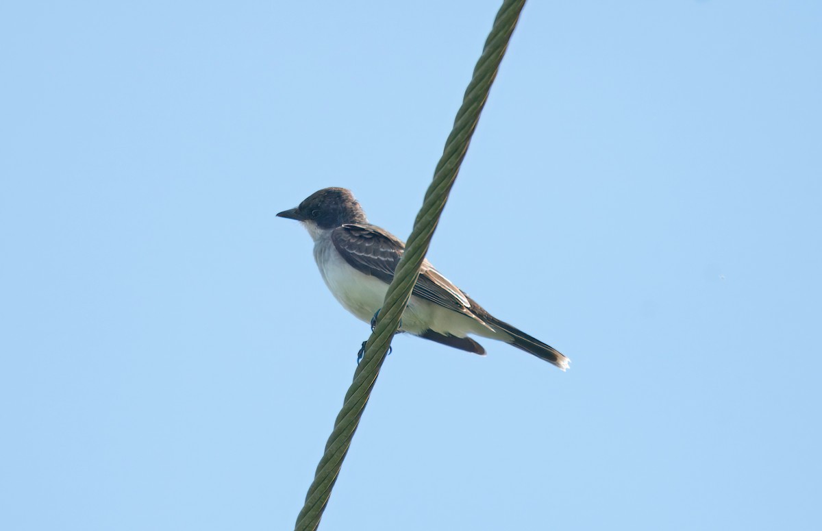 Tirano Oriental - ML645010193