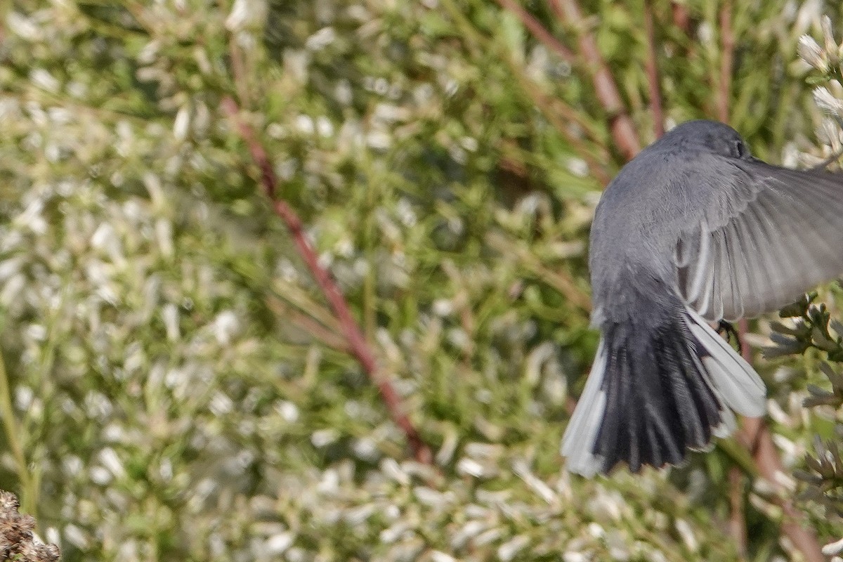 Blue-gray Gnatcatcher - ML645010202