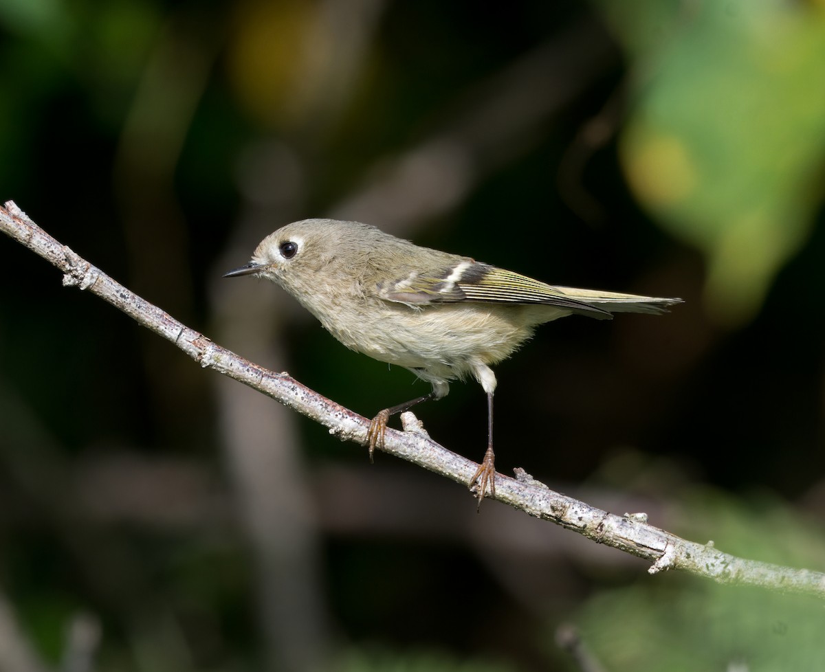 Золотомушка рубіновочуба - ML645010213