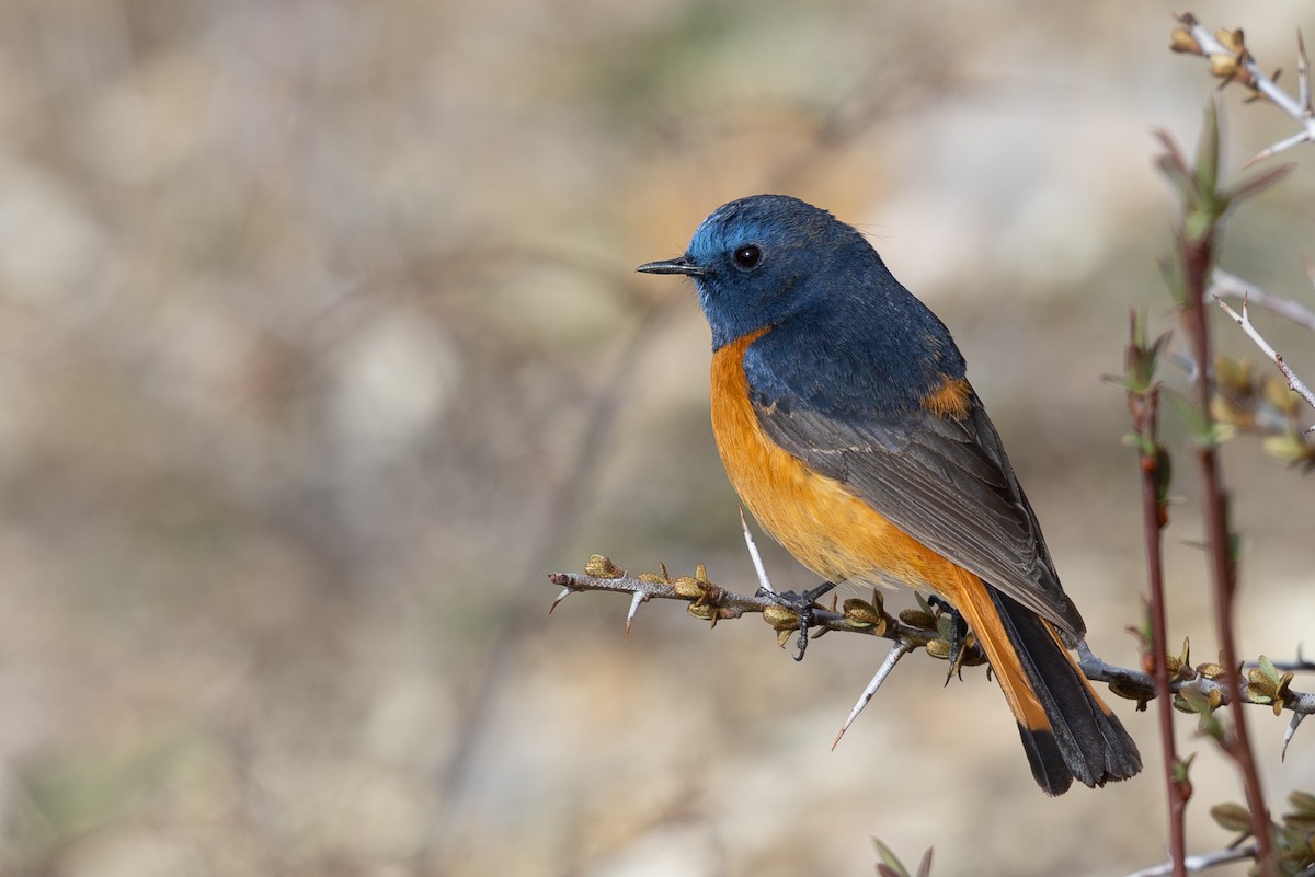 Blue-fronted Redstart - ML645010217