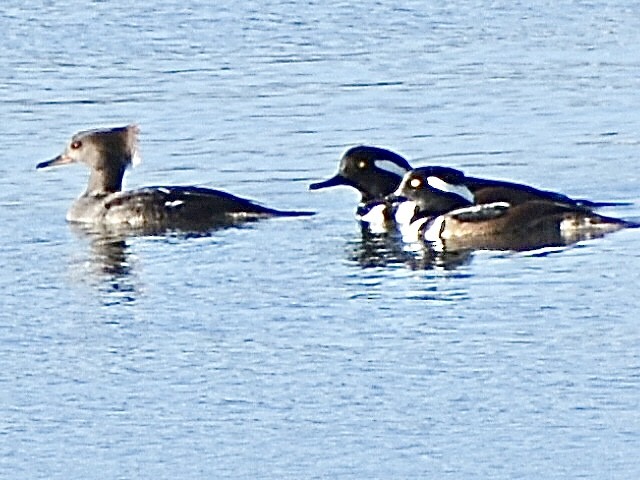 Hooded Merganser - ML645010221