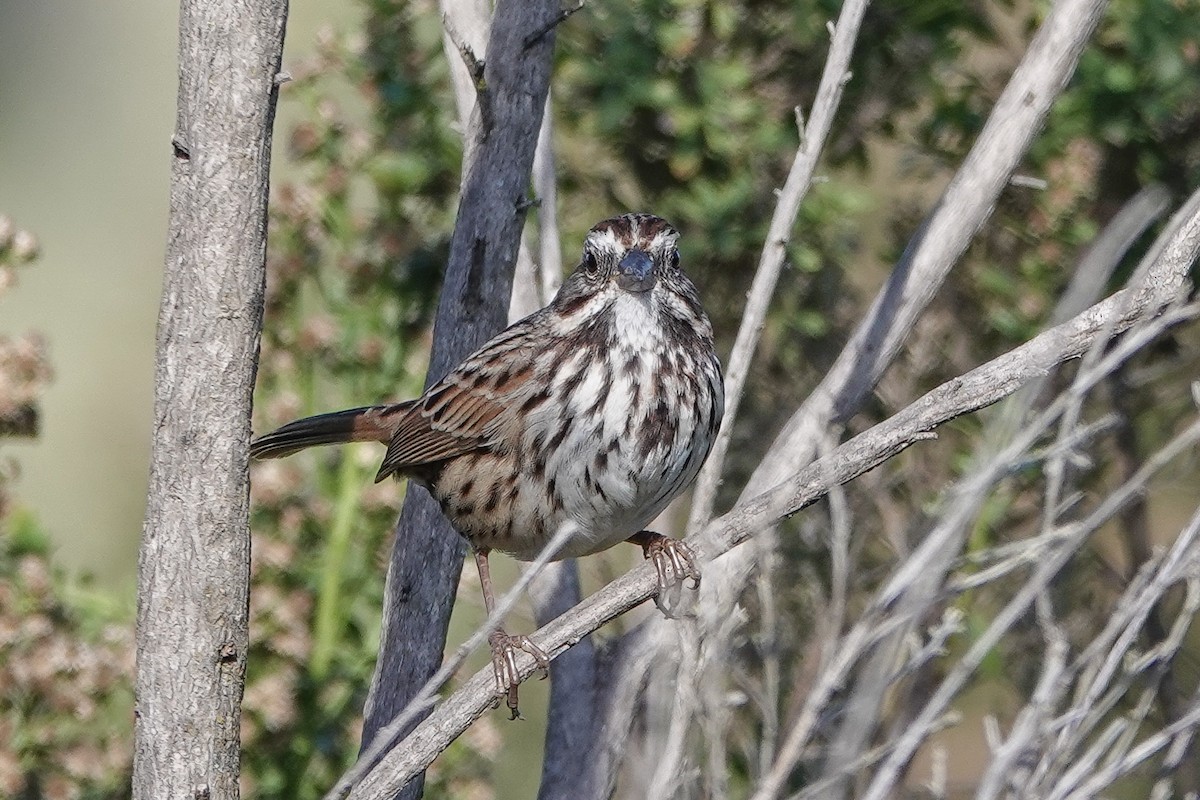 Song Sparrow - ML645010223