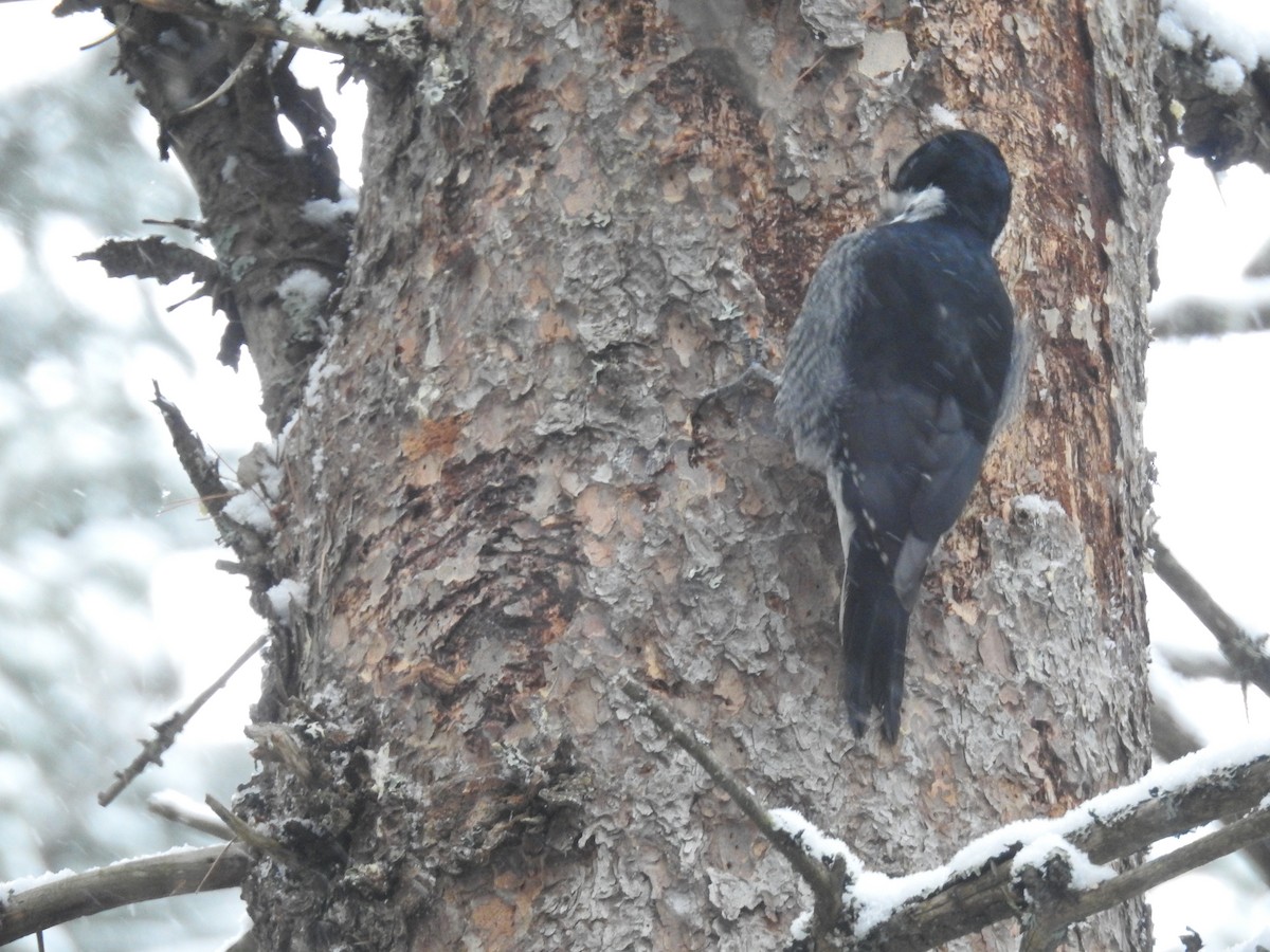 Black-backed Woodpecker - ML645010224