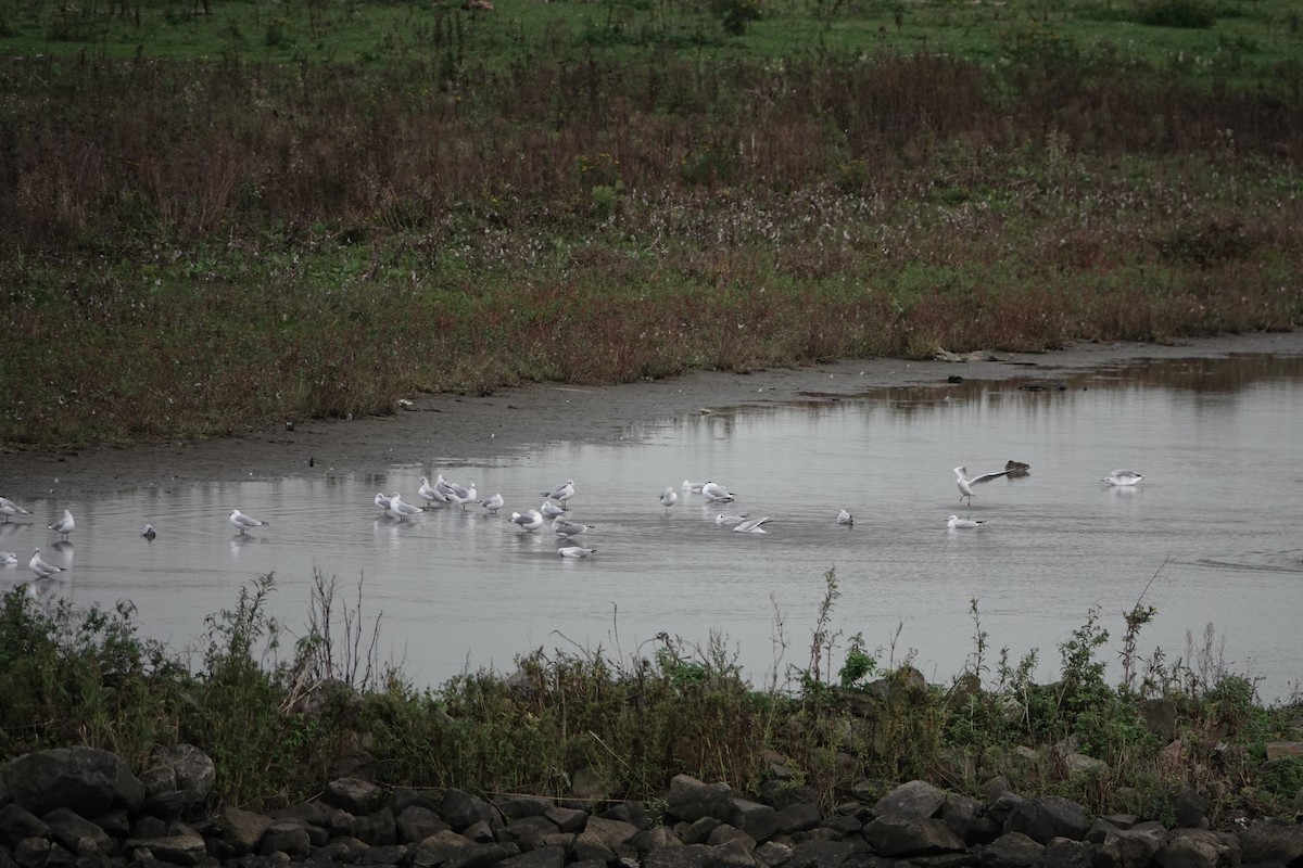 Озёрная чайка - ML645010225