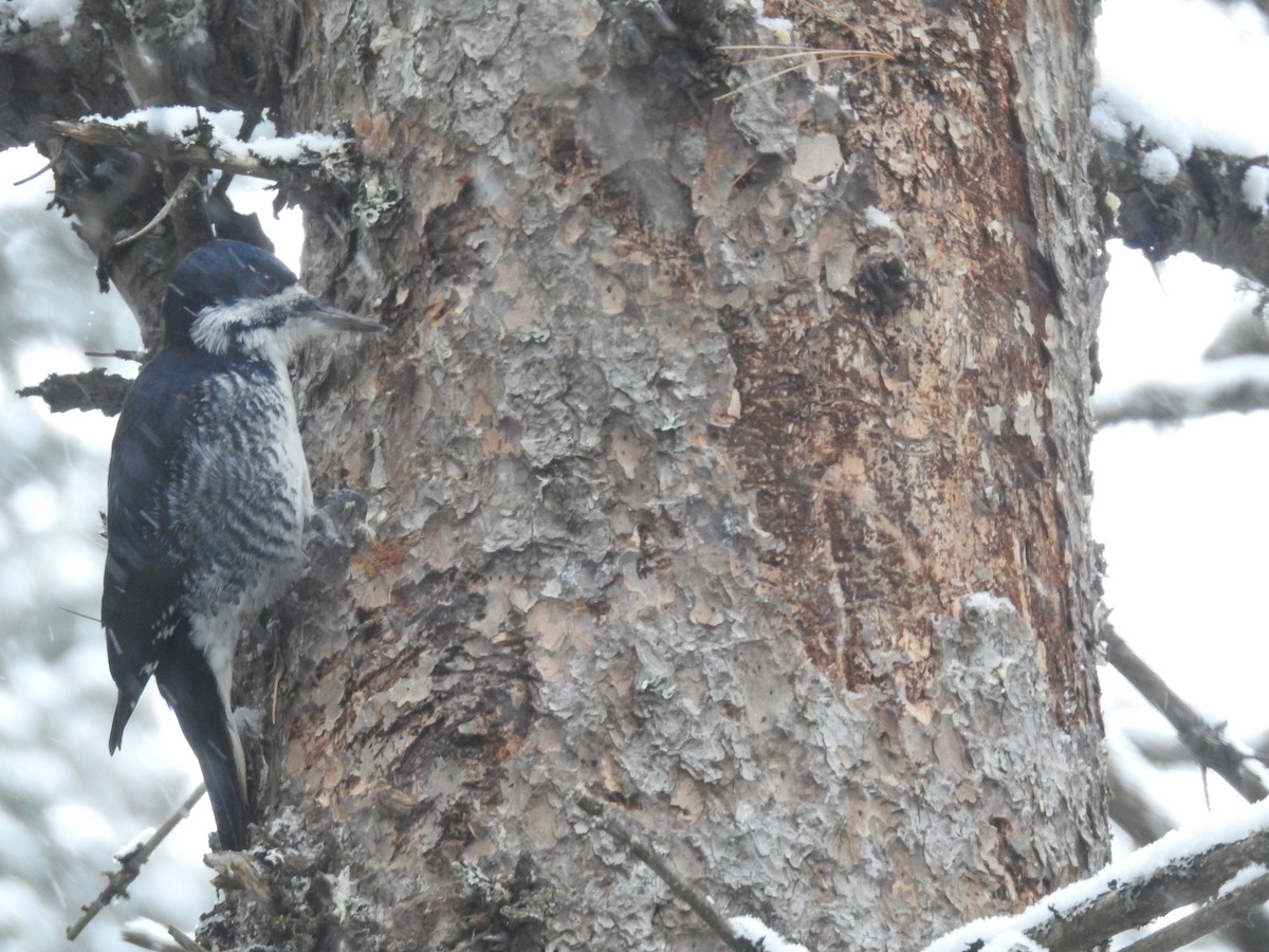 Black-backed Woodpecker - ML645010226