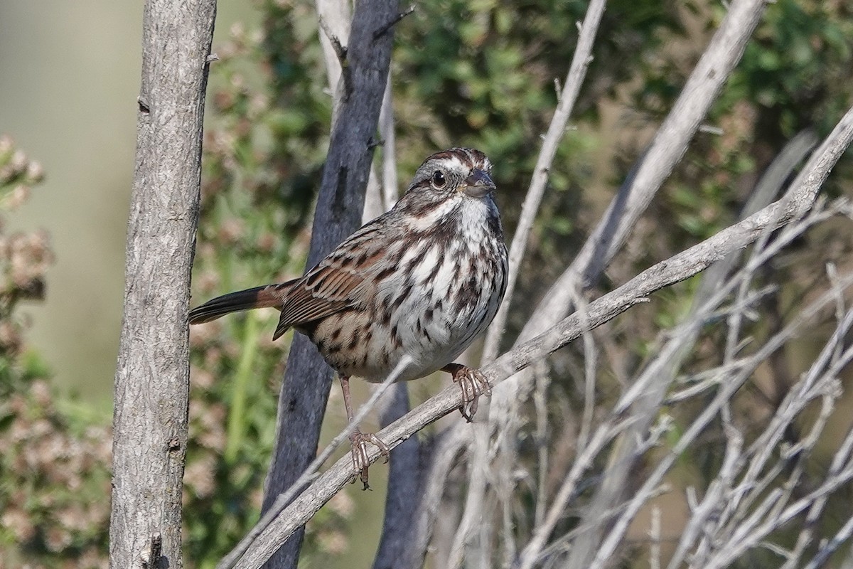 Song Sparrow - ML645010229