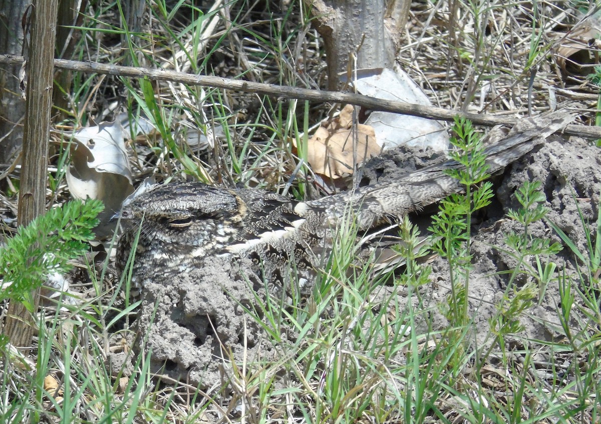 Scissor-tailed Nightjar - ML645010231