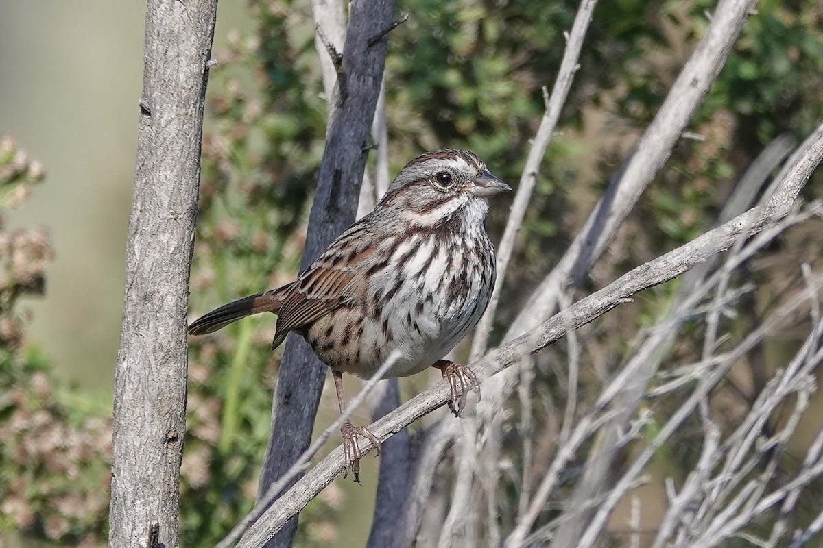 Song Sparrow - ML645010235