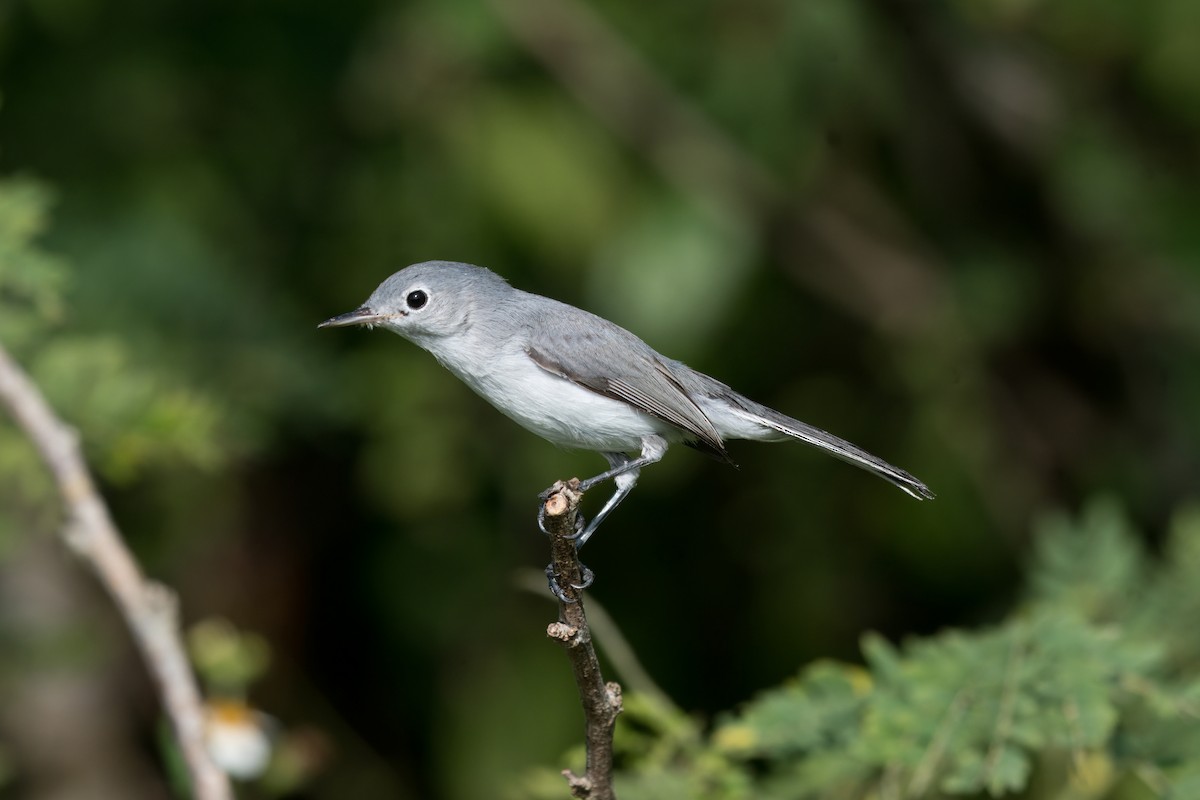 Комароловка сиза - ML645010238