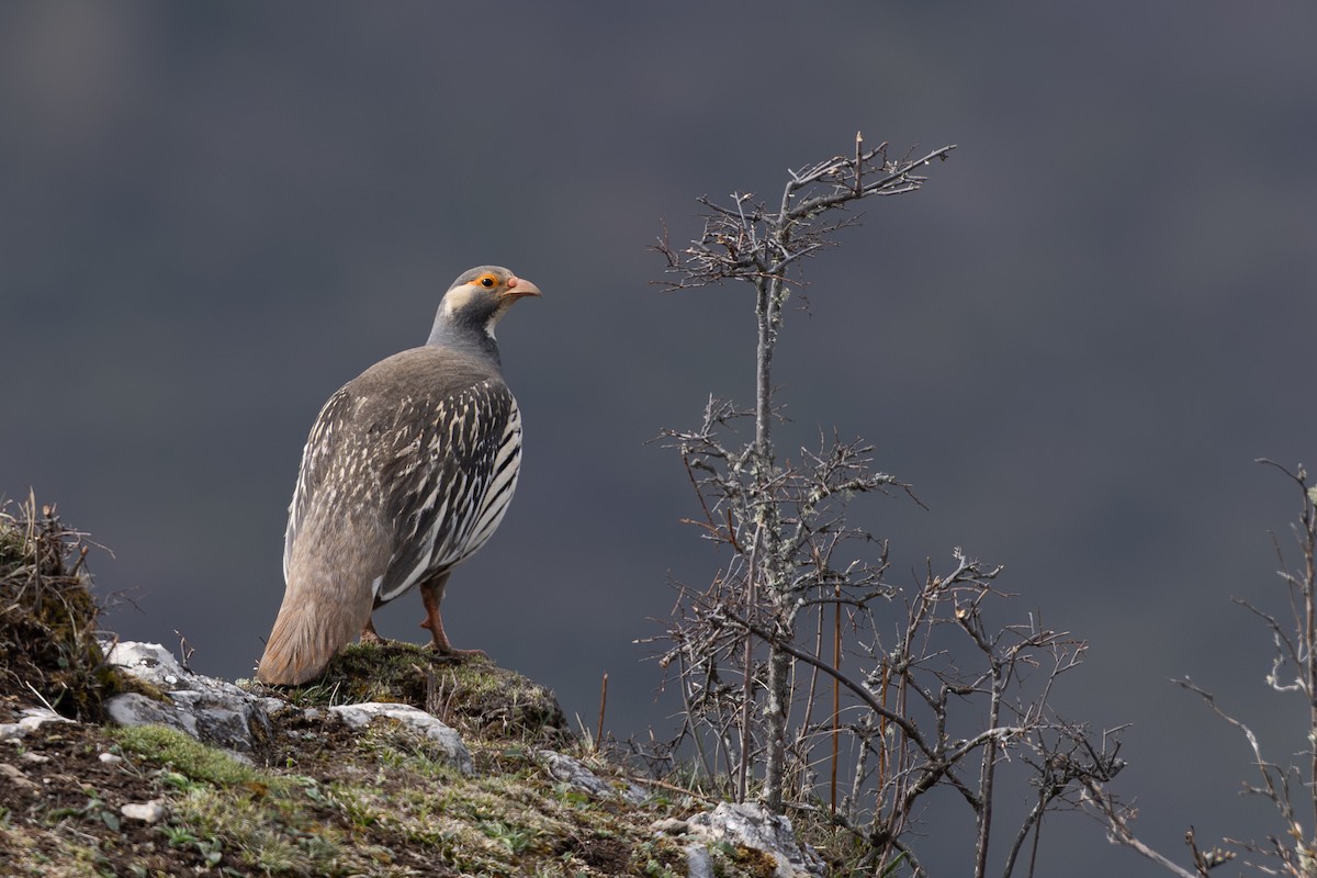 Tibetan Snowcock - ML645010249