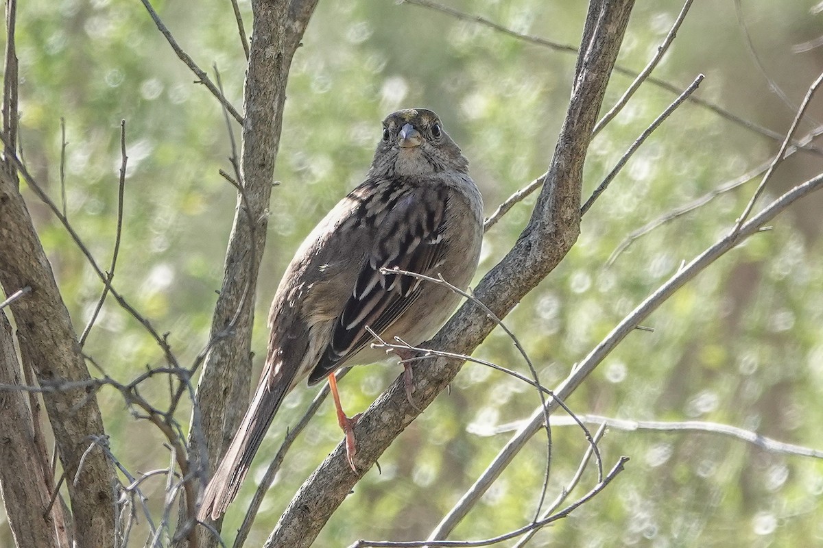 Golden-crowned Sparrow - ML645010259