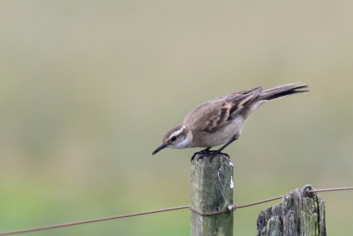 Long-tailed Cinclodes - ML645010266