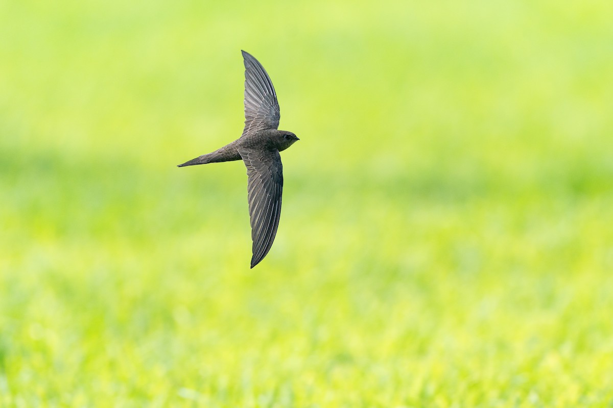 Kara Ebabil - ML645010267