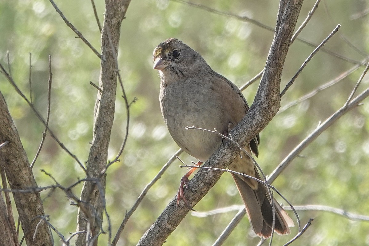 Golden-crowned Sparrow - ML645010270