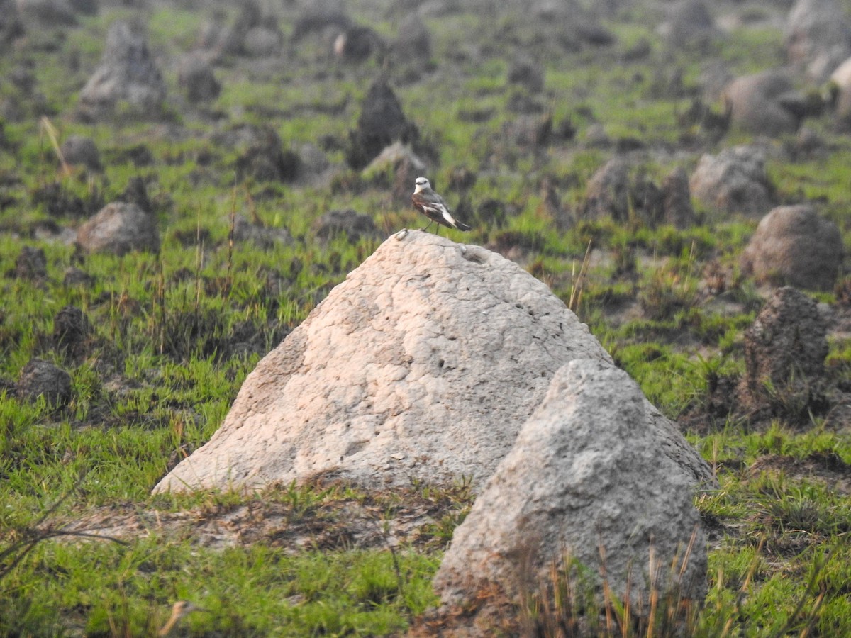 White-rumped Monjita - ML645010285