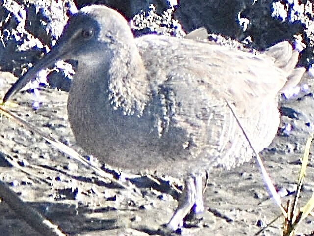 Clapper Rail - ML645010286