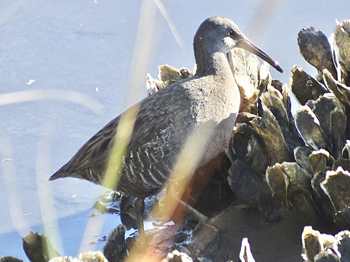 Clapper Rail - ML645010287