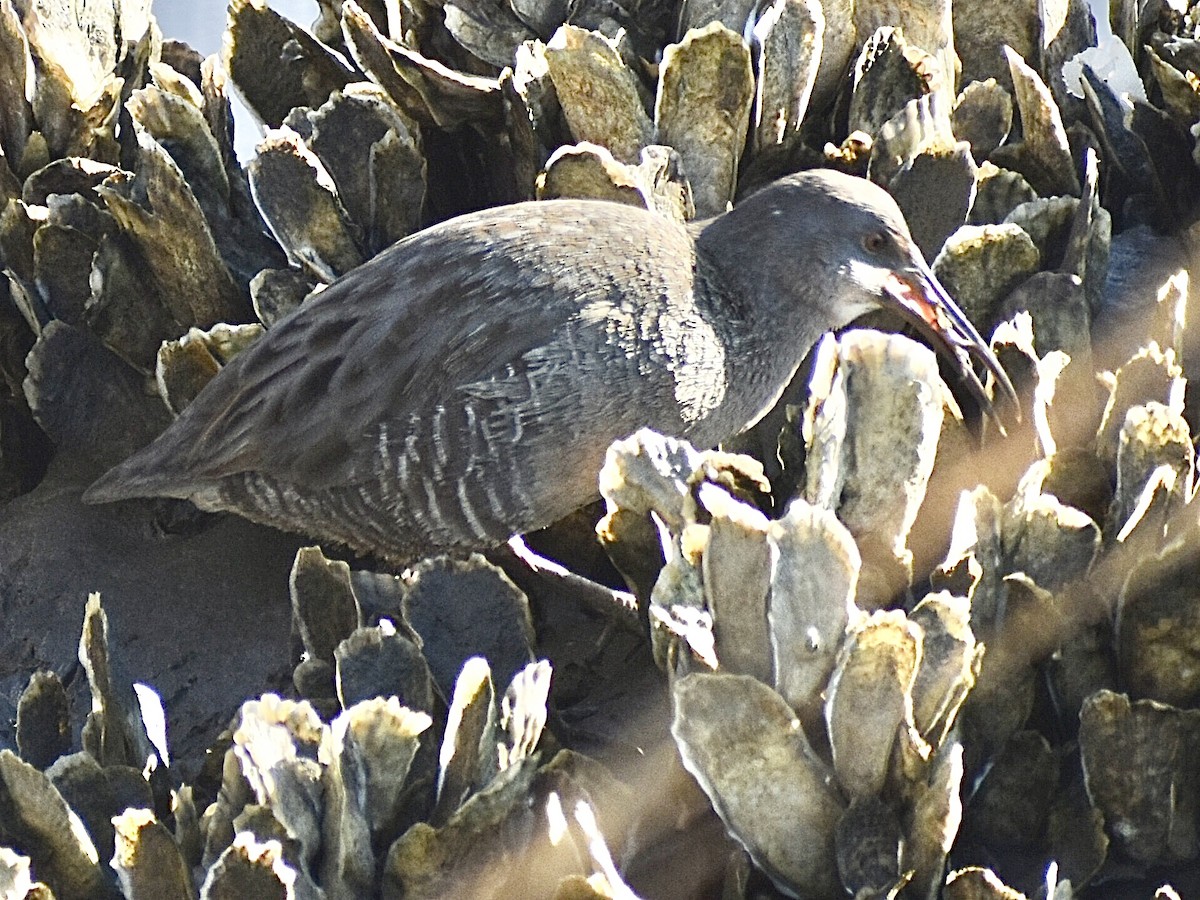 Clapper Rail - ML645010288