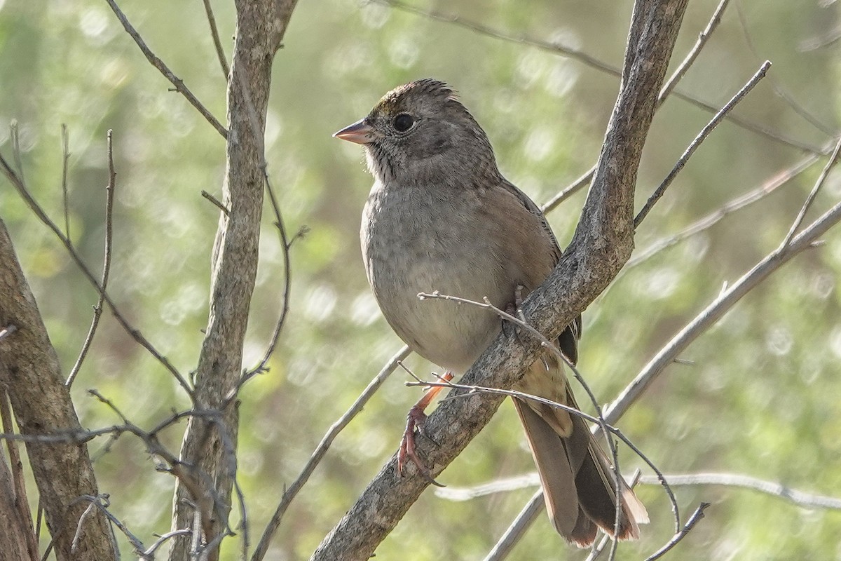 Golden-crowned Sparrow - ML645010289