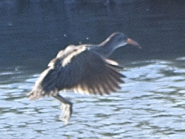 Clapper Rail - ML645010290