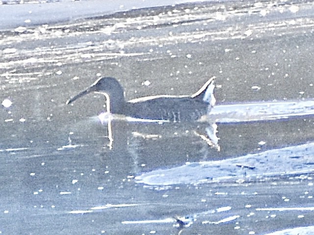 Clapper Rail - ML645010292