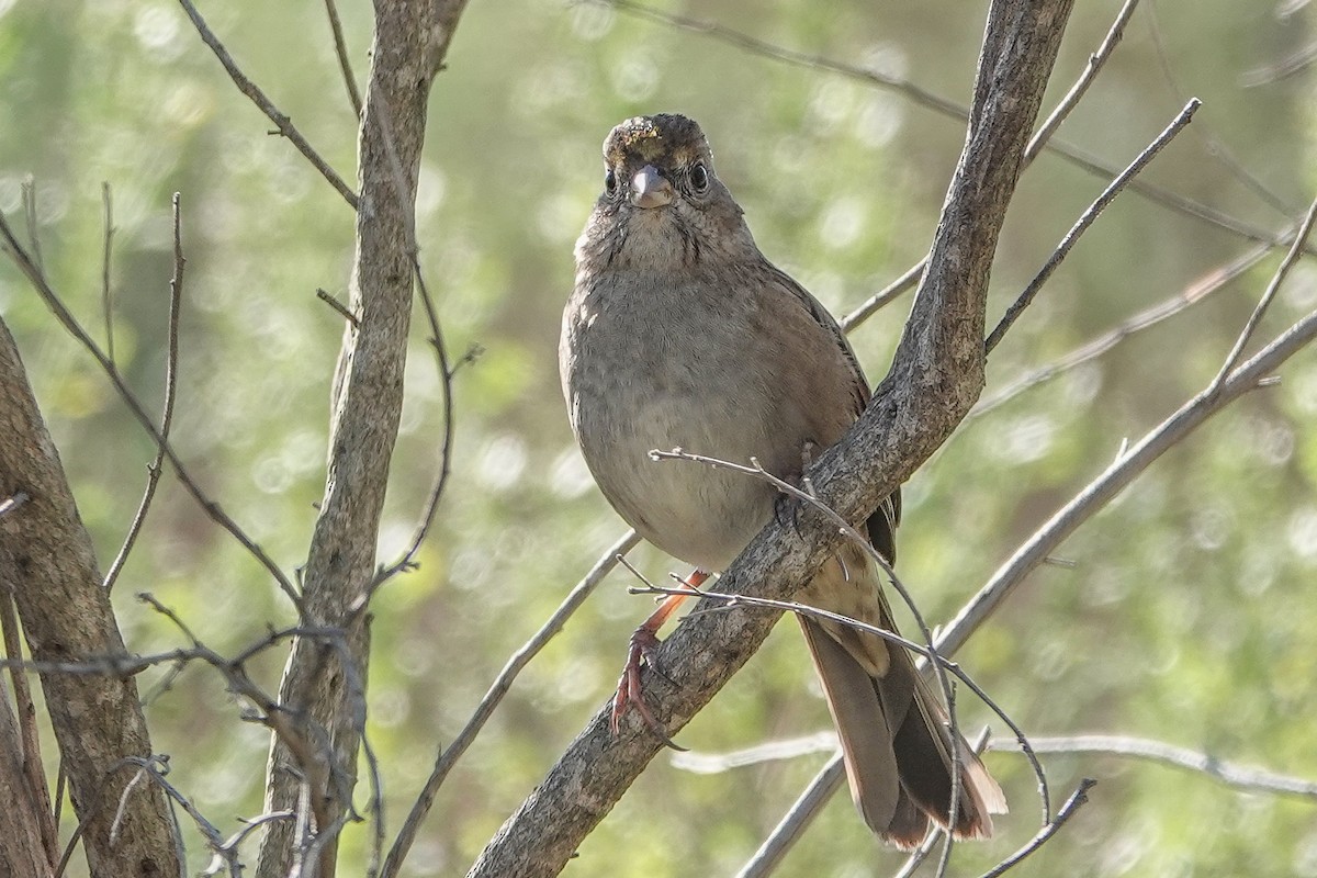 Golden-crowned Sparrow - ML645010307