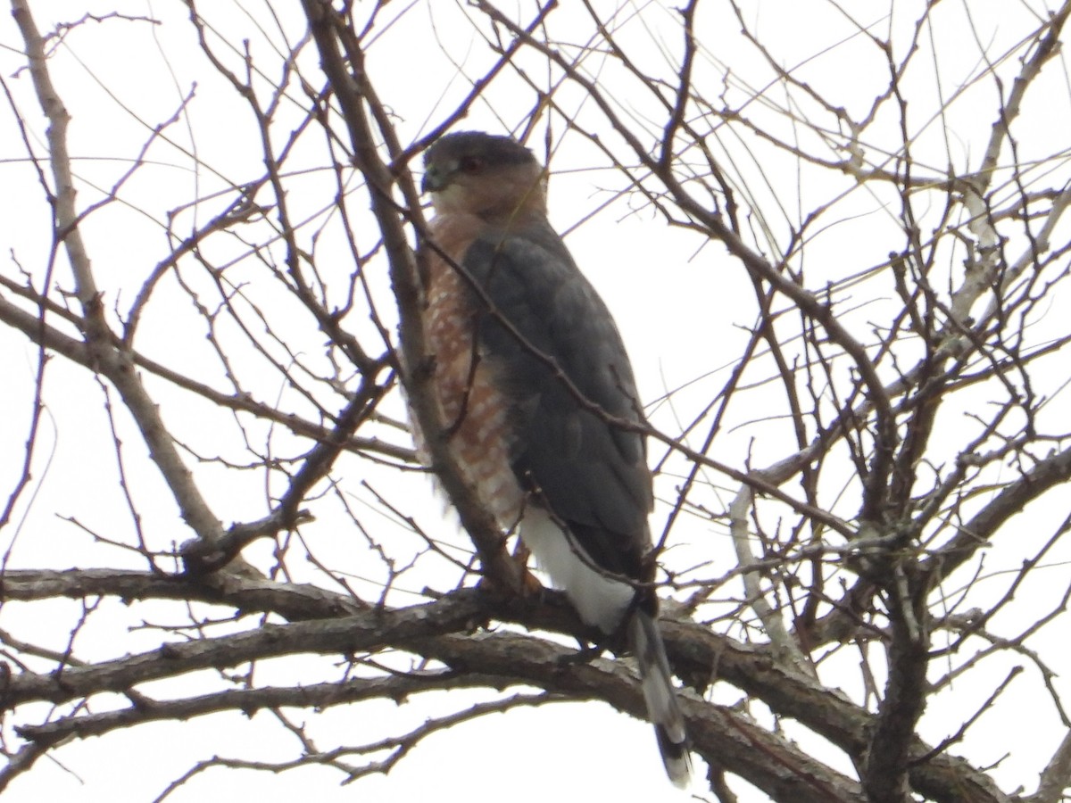 Gavilán de Cooper - ML645010309