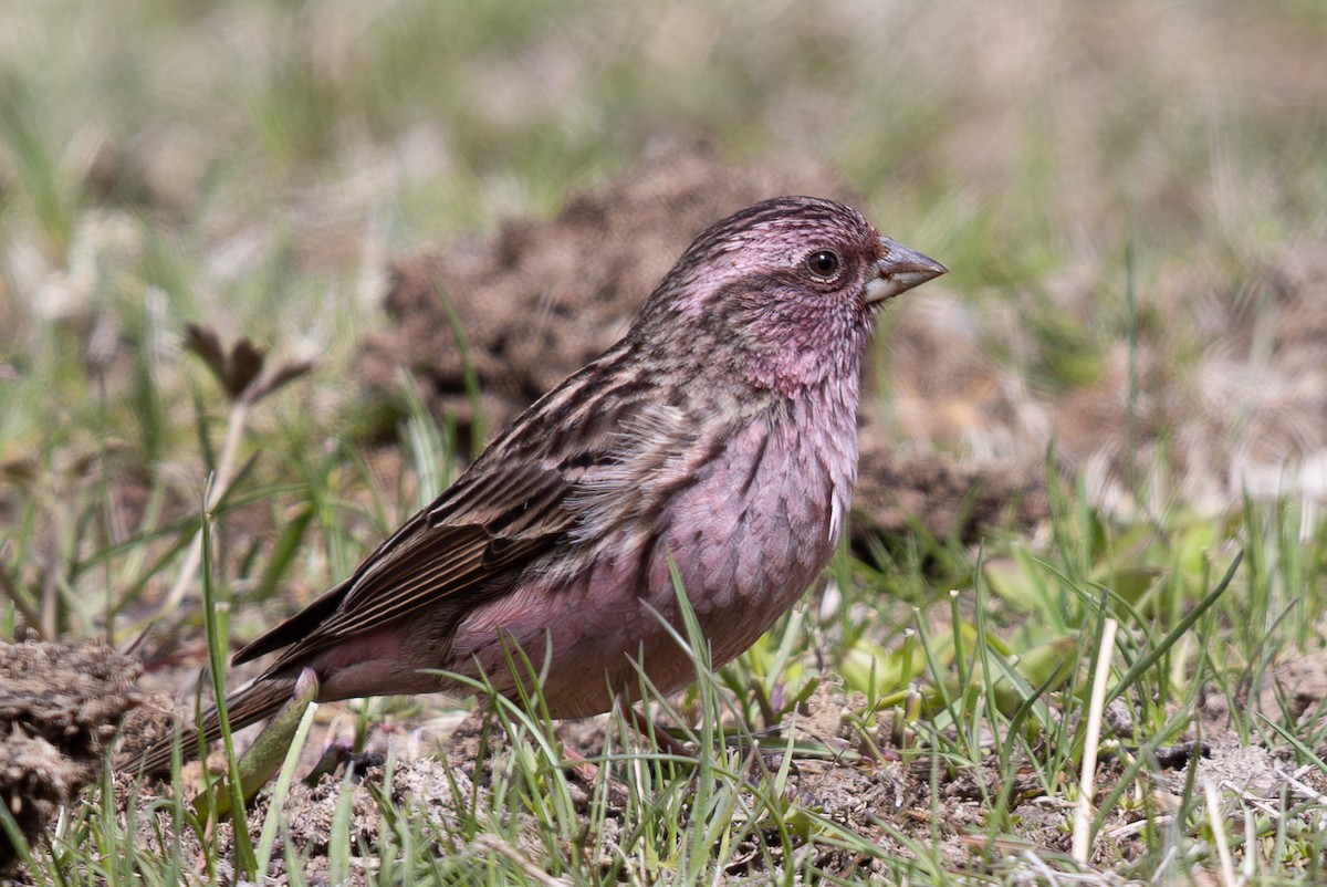Himalayan Beautiful Rosefinch - ML645010316