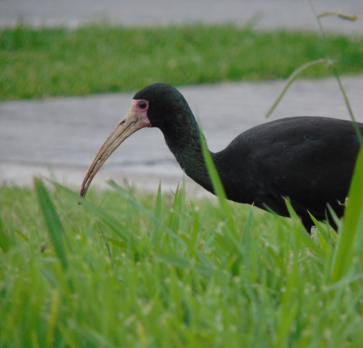 Ibis Afeitado - ML645010329