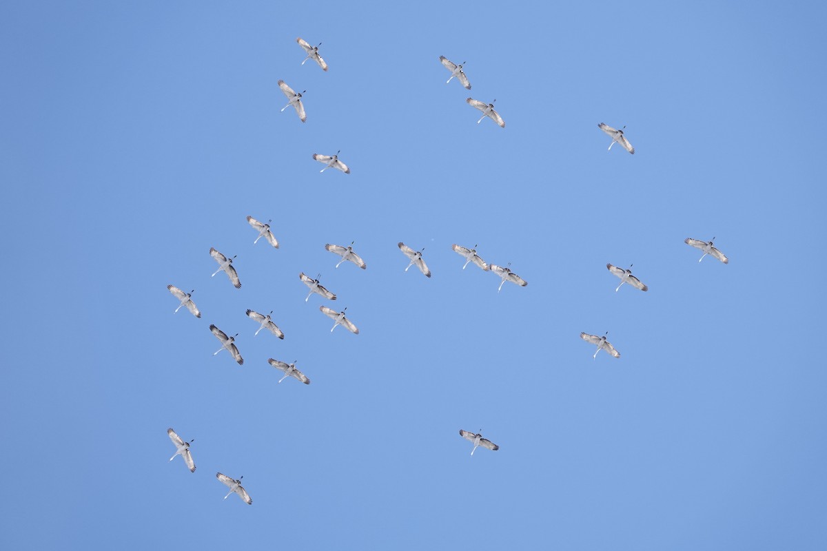 Sandhill Crane - ML645010333