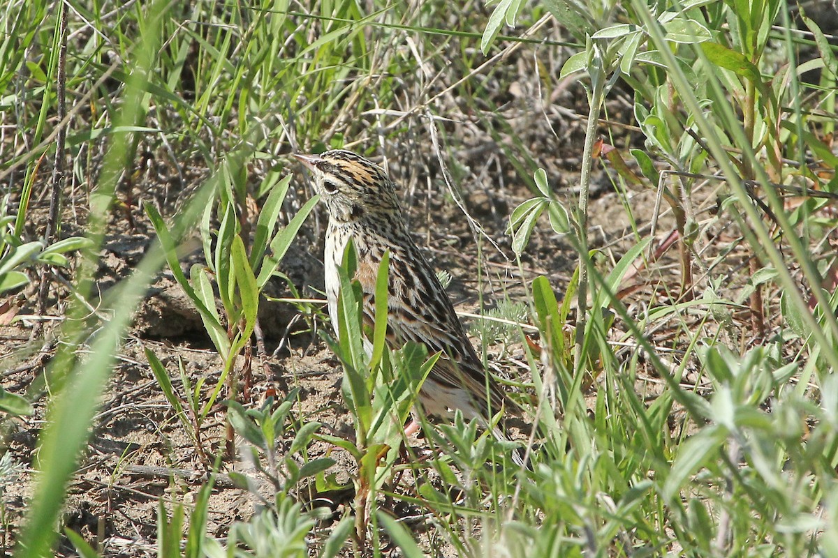 Baird's Sparrow - ML645010336