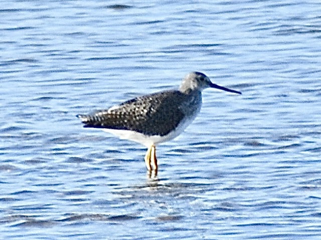 Greater Yellowlegs - ML645010340